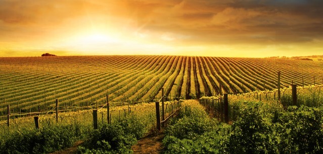 A Beautiful Sunset over a Barossa Vineyard